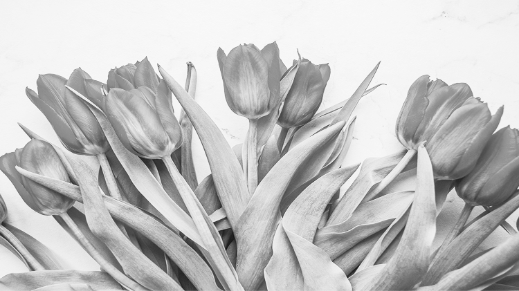 グレーの花の画像