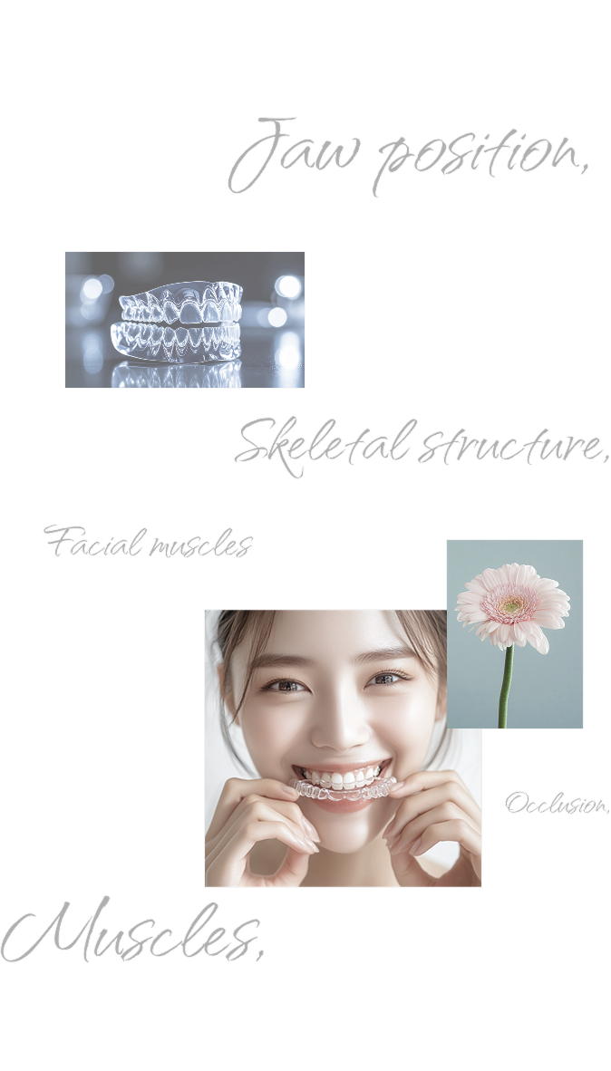口元の骨格構造イメージ画像